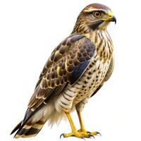Isolated Short Tailed Hawk Bird in a Studio Setting on White Background photo