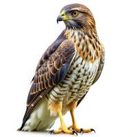 Isolated Short Tailed Hawk Bird Profile on White Background photo