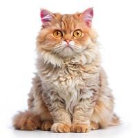 Isolated Selkirk Rex Cat Curious Curly Haired Pet on White Background photo