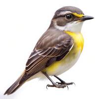 Piratic Flycatcher Bird on White Background photo