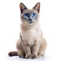 Isolated Image of an Ojos Azules Cat on White photo