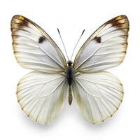 Isolated White Butterfly Butterfly with Black Veins on White Background photo