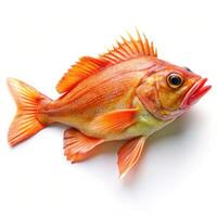 Orange Roughy Fish Against a Plain White Backdrop photo