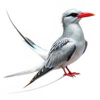 Red-billed Tropicbird Pictured on a White Background photo