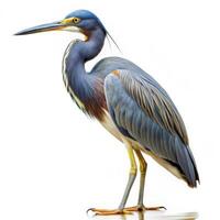 Isolated Tricolored Heron Elegant Bird on White Background photo