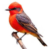 Isolated Vermilion Flycatcher Vibrant Red Bird on White Background photo