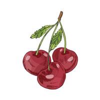 Hand-drawn vintage sketch set of cherry fruits with leaf in colored style, isolated illustration vector