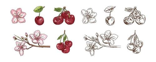 Hand drawn vintage sketch set of cherry fruits and blossoms in color and monochrome version, isolated illustration vector