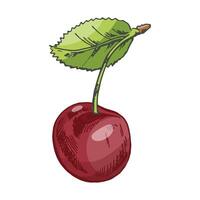 Hand drawn vintage sketch set of cherry fruit with leaf in colored style, isolated illustration vector