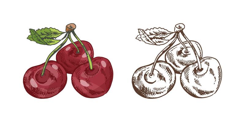 Vintage sketch set of cherry fruits with leaf in colored and monochrome style, isolated illustration