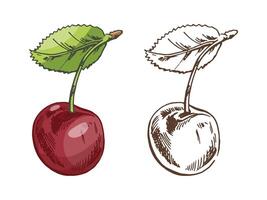 Hand drawn vintage sketch set of cherry fruit with leaf in colored and monochrome style, isolated illustration vector