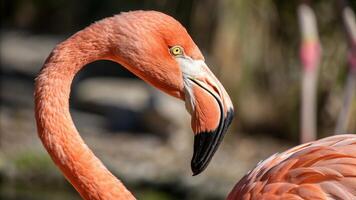 A close up of a flamingo's head photo