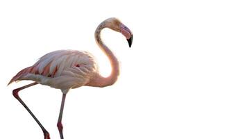 A pink flamingo standing on its legs photo