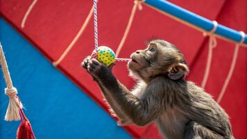 A monkey playing with a ball on a rope photo