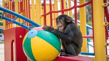 A monkey playing with a ball on a playground photo