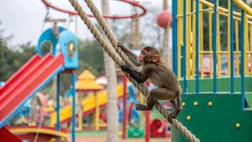 A monkey climbing on a rope at a playground photo