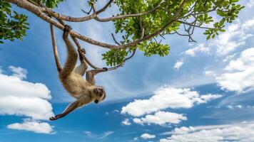 A monkey hanging from a tree branch with its head up photo