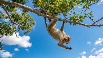 A monkey hanging upside down from a tree branch photo
