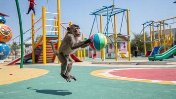 A monkey plays with a ball in a playground photo