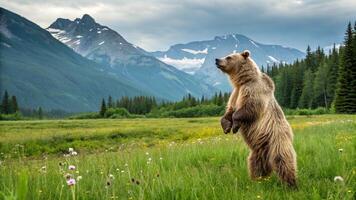 A grizzly bear standing on its hind legs in a field photo