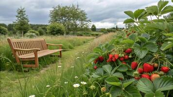 A bench is in the middle of a field of strawberries photo