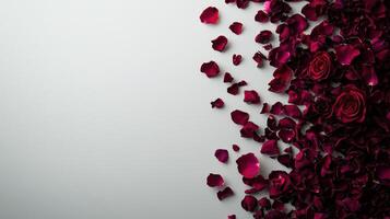 Red rose petals on white background photo