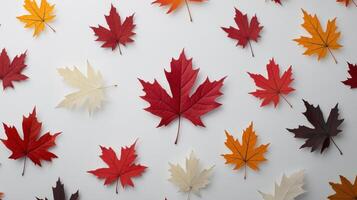 A group of maple leaves arranged in a circle photo