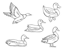 Outline standing, swimming and flying duck. line illustration pond bird isolated on white background. Duckling doodles set vector