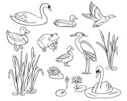Outline swan, stork, frog and reed. line illustrations set, pond animals and birds isolated on white background for coloring book vector