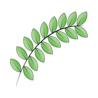 green leaf isolated on a white background vector