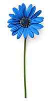 A single blue flower on a white background photo