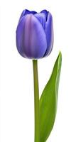 A single blue tulip is shown against a white background photo