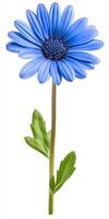 A single blue flower is shown on a white background photo