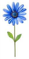 A single blue flower with green leaves on a white background photo