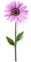 A single purple flower with green leaves on a white background photo