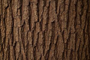 Detailed Brown Tree Bark Texture With Distinct Cracks and Natural Woodland Background for Nature and Design Use photo