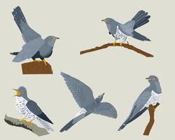 a collection of five cuckoos in different positions vector