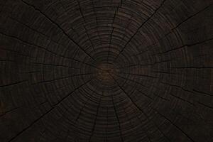 Dark Tree Stump with Prominent Growth Rings Showing Texture Pattern in Wooden Surface photo