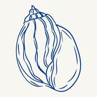 Decorative shell illustration showcasing intricate lines and curves in blue vector
