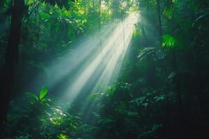 Sunbeams filtering through lush green canopy in tropical rainforest photo