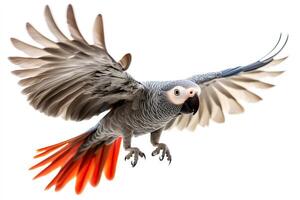 Grey parrot flying with wide open wings and red tail feathers photo