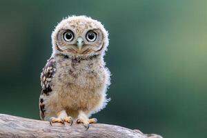 Cute spotted owlet chick perching on branch with intense gaze photo