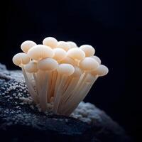 Porcelain mushrooms growing on dark rock in low key lighting photo