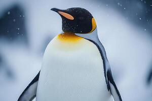 King penguin enjoying falling snow in antarctica photo