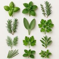 Fresh Herb Varieties Arranged in Grid Pattern Highlight Unique Textures and Vibrant Colors for Culinary and Medicinal Uses photo