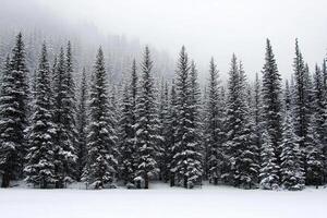 A snow covered forest with tall trees photo