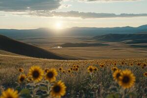 Sunflowers in the middle of a field at sunset photo