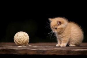 A kitten looking at a ball of yarn photo