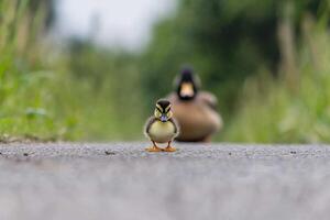 A duck and its duckling walk along a road photo