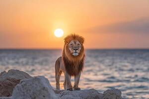 A lion standing on rocks at sunset photo